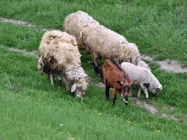 Eine Nahaufnahme Von Einem Schaf Lamm Und Ziege Die Das — Stockfoto