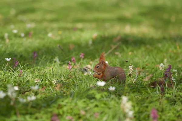 Selective Focus Shot Cute Squirrel Meadow — Stock Photo, Image