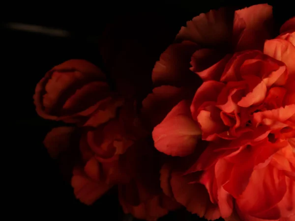 Eine Nahaufnahme Schöner Roter Rosen Vor Schwarzem Hintergrund — Stockfoto