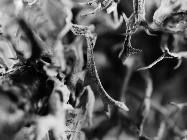 Detailní Záběr Bílé Černé Suché Rostliny Rozmazaném Pozadí — Stock fotografie