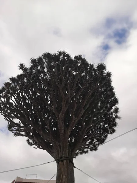 Enorme Albero Drago Sotto Cielo Nuvoloso — Foto Stock