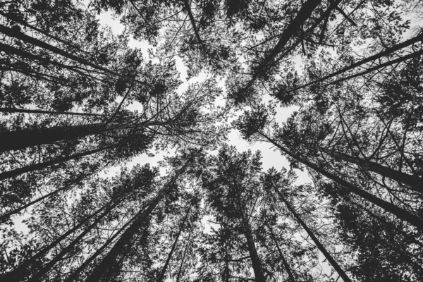 Skala Szarości Niskiego Kąta Strzał Wysokich Drzew — Zdjęcie stockowe