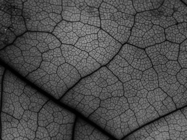 黒い小さな静脈に焦点を当てたカエデの葉のグレースケールマクロショット — ストック写真