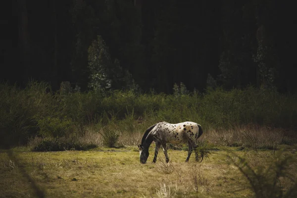 Uma Vista Panorâmica Cavalo Solitário Pastando Campo — Fotografia de Stock