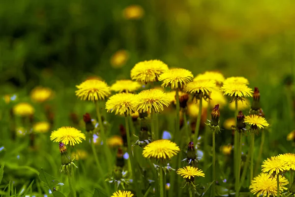 Прекрасний Вид Жовті Кульбаби Польові Квіти — стокове фото