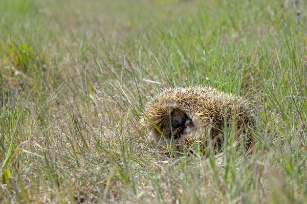 草の畑で可愛いハリネズミのクローズアップ — ストック写真