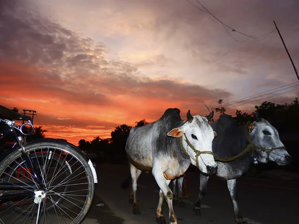 黄昏时分 在橙色美丽的天空下 一辆牛车在街上行走时的特写镜头 — 图库照片