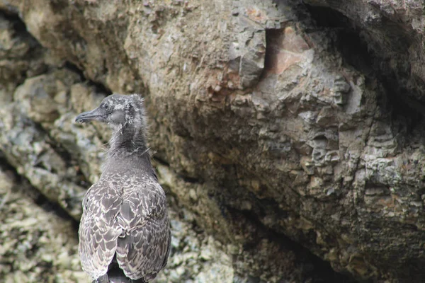 Mise Point Sélective Une Mouette Perchée Sur Rocher — Photo