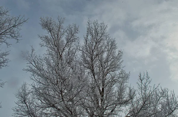 Mrazem Pokryté Větve Velkého Stromu Ponurém Pozadí Oblohy — Stock fotografie