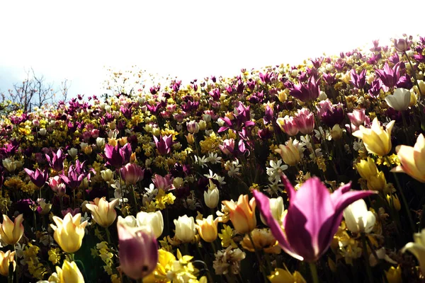 Μια Επιλεκτική Φωτογραφία Άγριες Τουλίπες Μεγαλώνουν Έναν Όμορφο Καλοκαιρινό Κήπο — Φωτογραφία Αρχείου