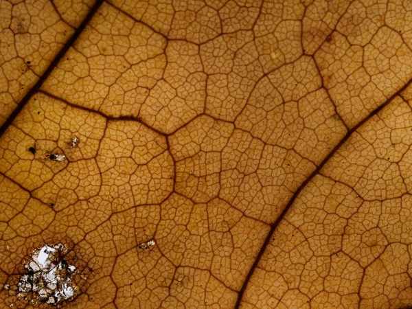 Een Licht Opgegeten Droog Herfstblad Geel Bruine Textuur — Stockfoto