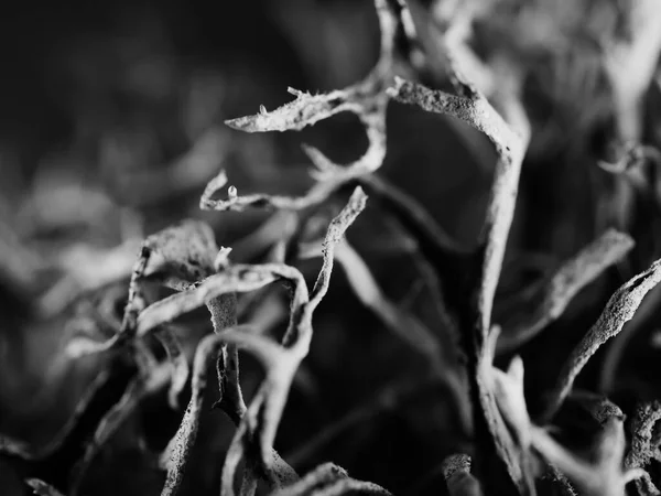 Μια Μακροχρωματική Μονοχρωμία Ενός Δέντρου Βρύα Pseudevernia Furfuracea Επιλεκτική Εστίαση — Φωτογραφία Αρχείου