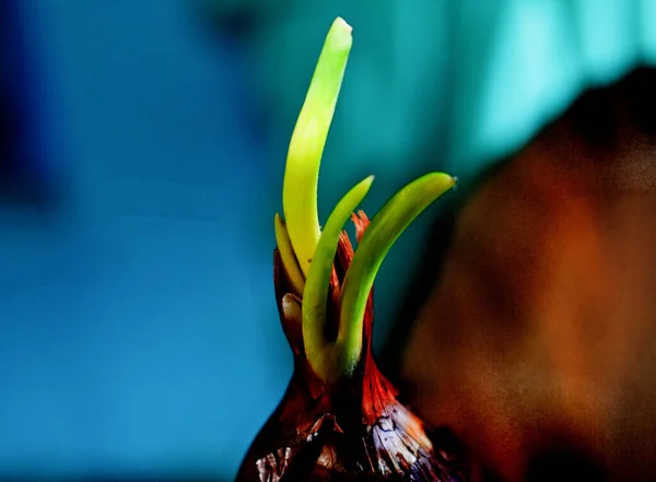 一种带有绿色芽的红洋葱的选择性聚焦拍摄 — 图库照片