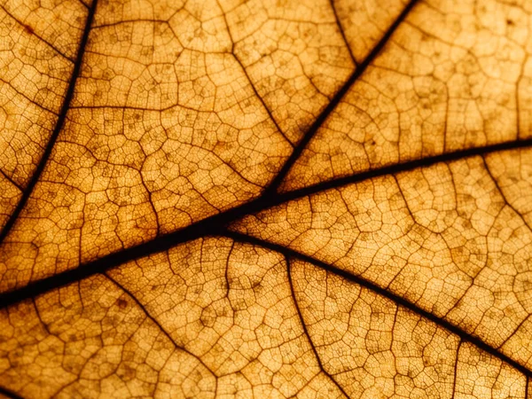 Textura Uma Folha Bordo Outono Marrom Claro Com Veias Pretas — Fotografia de Stock