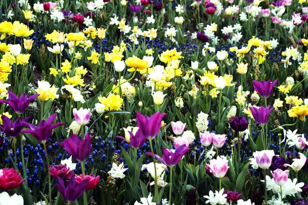 Bir Yaz Bahçesinde Yetişen Vahşi Renkli Çiçeklerin Güzel Bir Çekimi — Stok fotoğraf