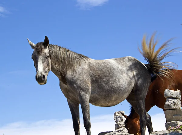 Dwa Dzikie Mustangi Stojące Patrzące Kamerę — Zdjęcie stockowe