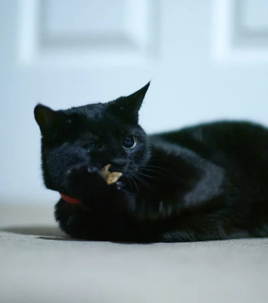 Портрет Милого Чорного Кота Лежить Гроу — стокове фото