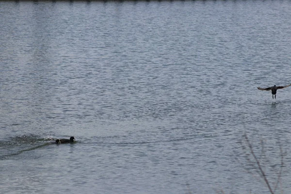 Красиві Пейзажі Ставка Кубиком Літає Над Водою — стокове фото