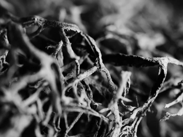 Plan Macro Monochrome Une Mousse Arbre Pseudevernia Furfuracea Mise Point — Photo