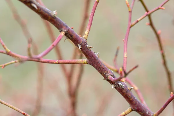 Primer Plano Una Rama Árbol Espinoso — Foto de Stock