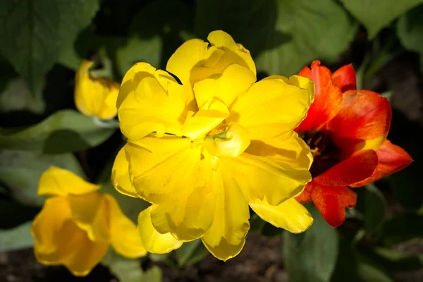 Eine Selektive Fokusaufnahme Einer Schönen Gelben Blume Die Garten Wächst — Stockfoto