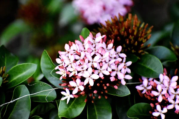 Μια Επιλεκτική Φωτογραφία Εστίασης Από Όμορφα Ροζ Λουλούδια Ixora — Φωτογραφία Αρχείου