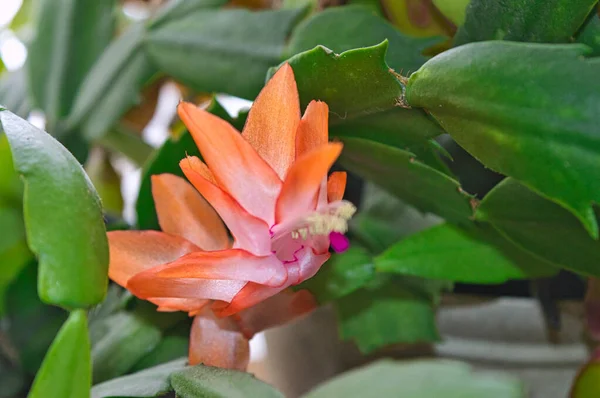 Gros Plan Faux Cactus Noël Fleurissant Dans Jardin Vert — Photo