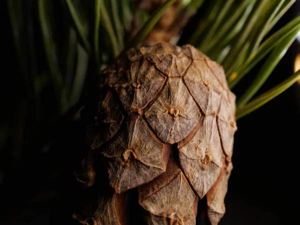 Macro Shot Pine Cone Dark Blurred Background — Stock Photo, Image