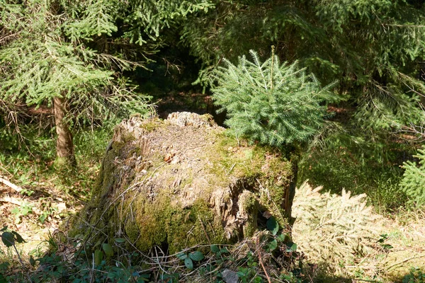 Mossy Tree Trunk Green Bolmos Moss Grown — Stock Photo, Image