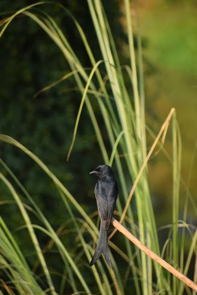 在一个模糊的背景下 一只多隆戈鸟栖息在田野里一根干枝上的一种选择性的焦距 — 图库照片
