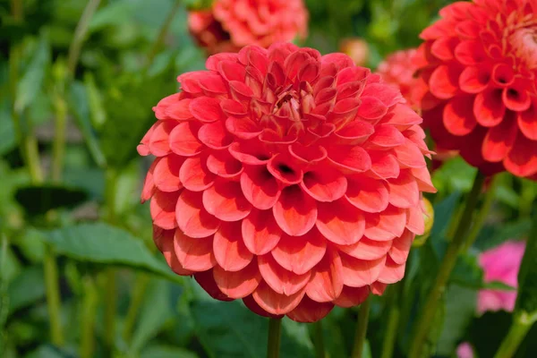 Hermosa Rosa Dahlia Jowey Nicky Flor Cultivada Jardín — Foto de Stock