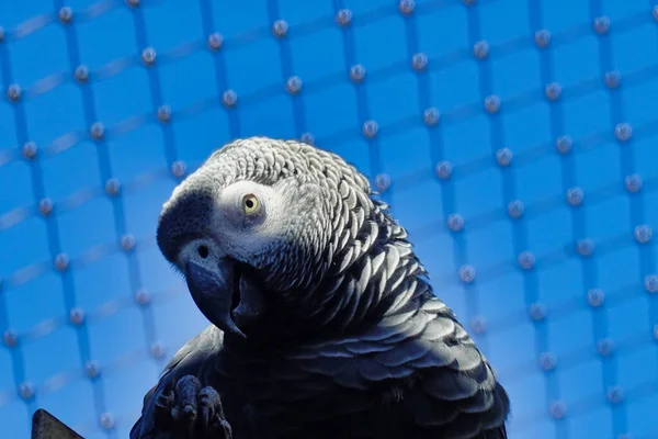 笼子里一只非洲灰鹦鹉的特写镜头 — 图库照片