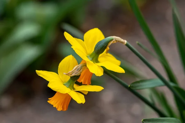 Tiro Seletivo Foco Flores Florescendo Narciso — Fotografia de Stock