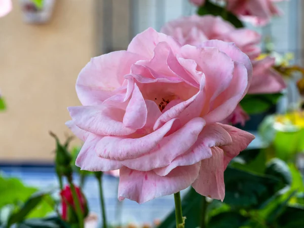 Enfoque Selectivo Una Rosa Floreciente Jardín — Foto de Stock