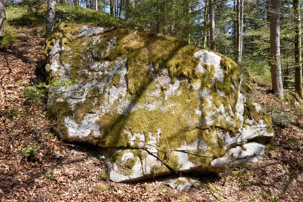 森の中に苔と地衣類で覆われた巨大な石 — ストック写真