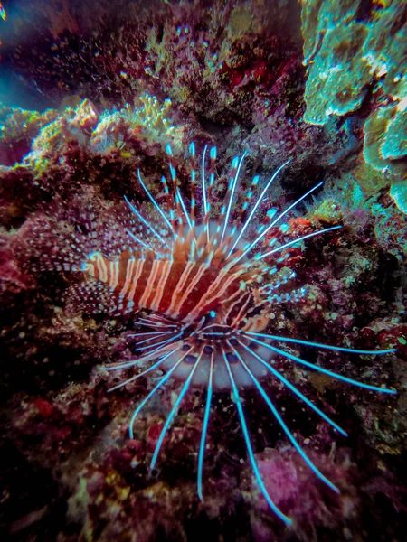Beau Cliché Spotfin Lionfish Entouré Récifs Coralliens Sous Océan — Photo