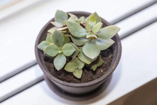 Eine Nahaufnahme Von Saftigen Zimmerpflanzen Topf — Stockfoto
