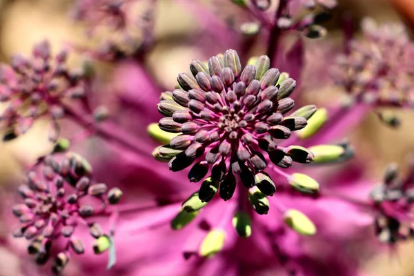 Mor Asteraceae Çiçeği Tomurcuğunun Seçici Odak Noktası — Stok fotoğraf