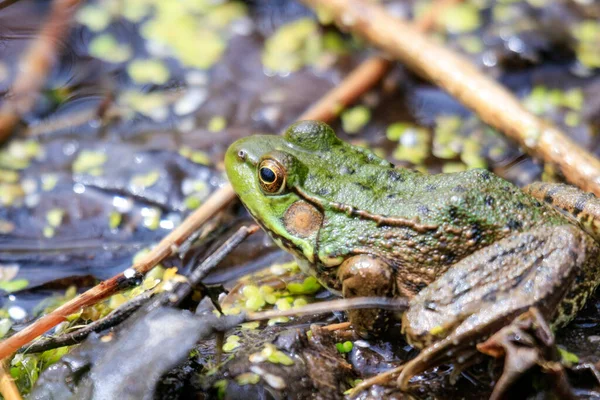 汚れの上に立って クラミタンズとしても知られている緑のカエルの選択的な焦点ショット — ストック写真