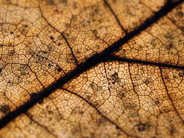 어두운 단풍나무 — 스톡 사진