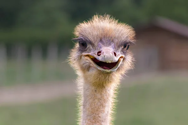 Portrait Funny Ostrich Outdoors — Stock Photo, Image