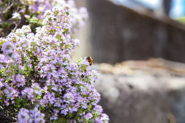 小さな紫色の花の蜜を集める蜂のクローズアップショット — ストック写真