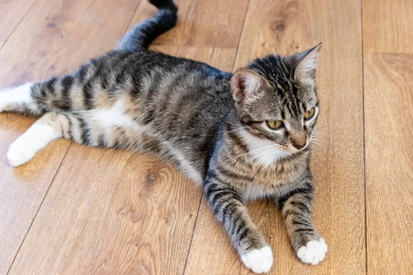 Een Huiskat Met Kort Haar Houten Vloer — Stockfoto