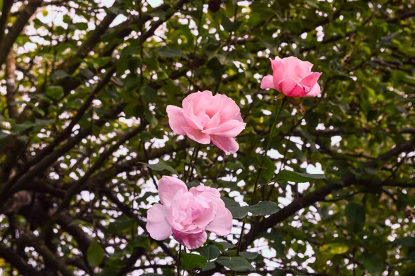 Róża Damaszek Damascene Bułgaria Kazanlak — Zdjęcie stockowe