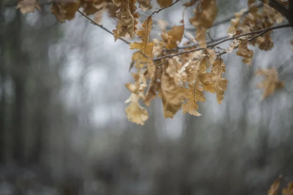 Dallardaki Kuru Meşe Yapraklarının Yakın Çekimi — Stok fotoğraf