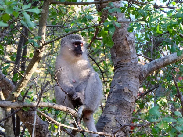 Detailní Záběr Opice Větvi Stromu Lese Slunečného Dne — Stock fotografie