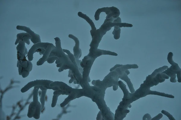 夕方に濃い雪に覆われた葉のない木の枝の閉鎖 — ストック写真