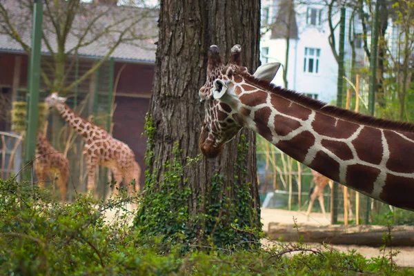 Primer Plano Una Jirafa Cerca Del Árbol Zoológico — Foto de Stock