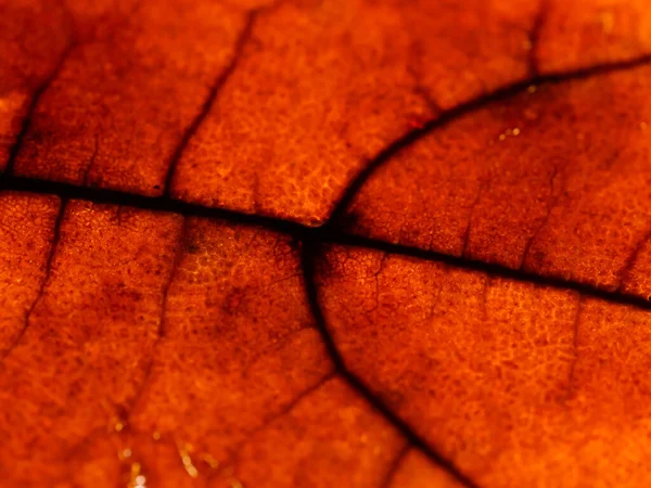 Eine Leuchtend Orangefarbene Textur Aus Ahornblatt — Stockfoto