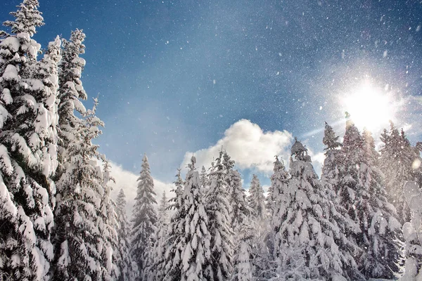 Die Sonne Scheint Hell Schneebedeckten Nadelwald — Stockfoto